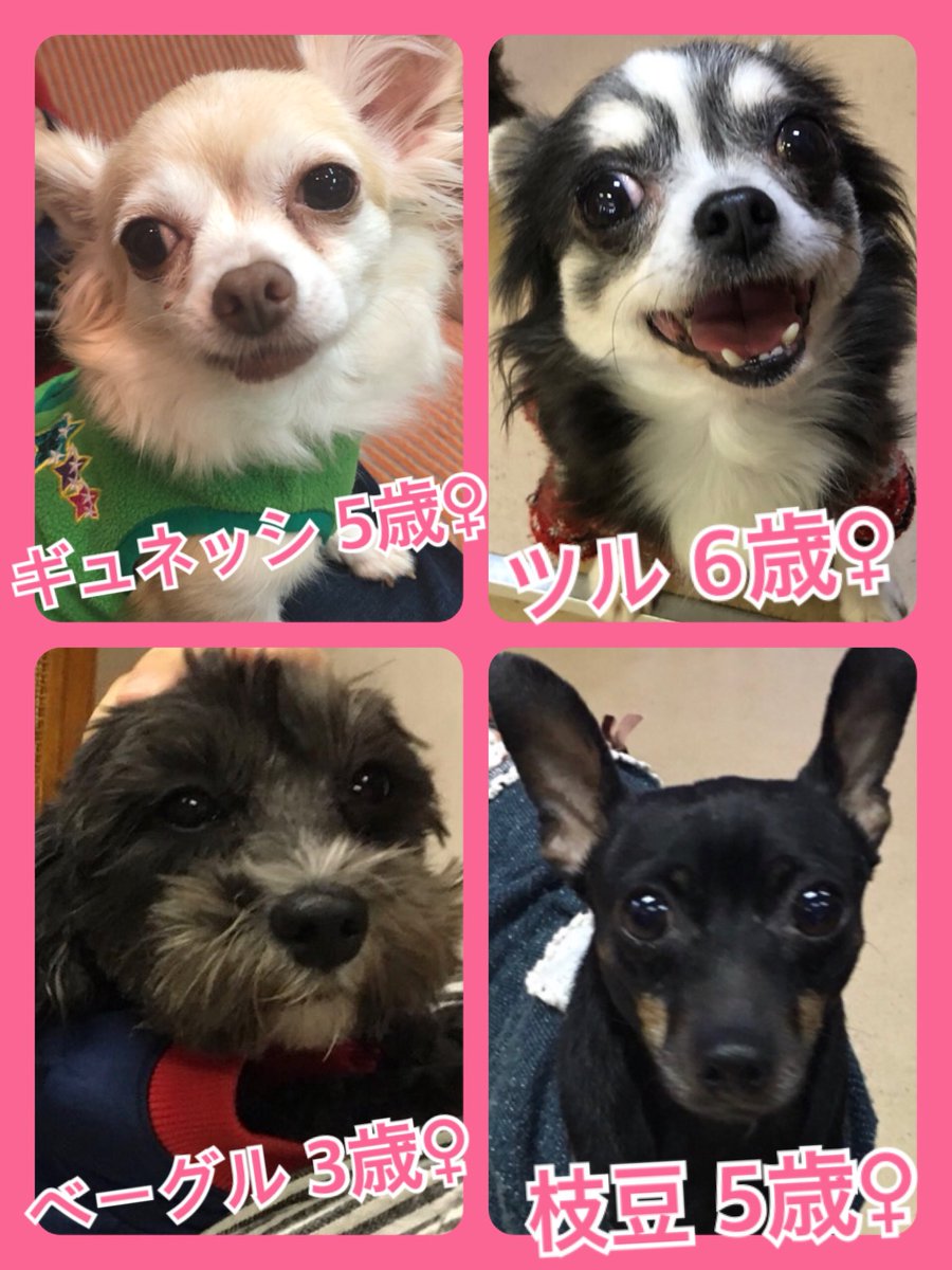 🐾今日の里親様募集中ワンコ🐶メンバーです🐾2019,12,18